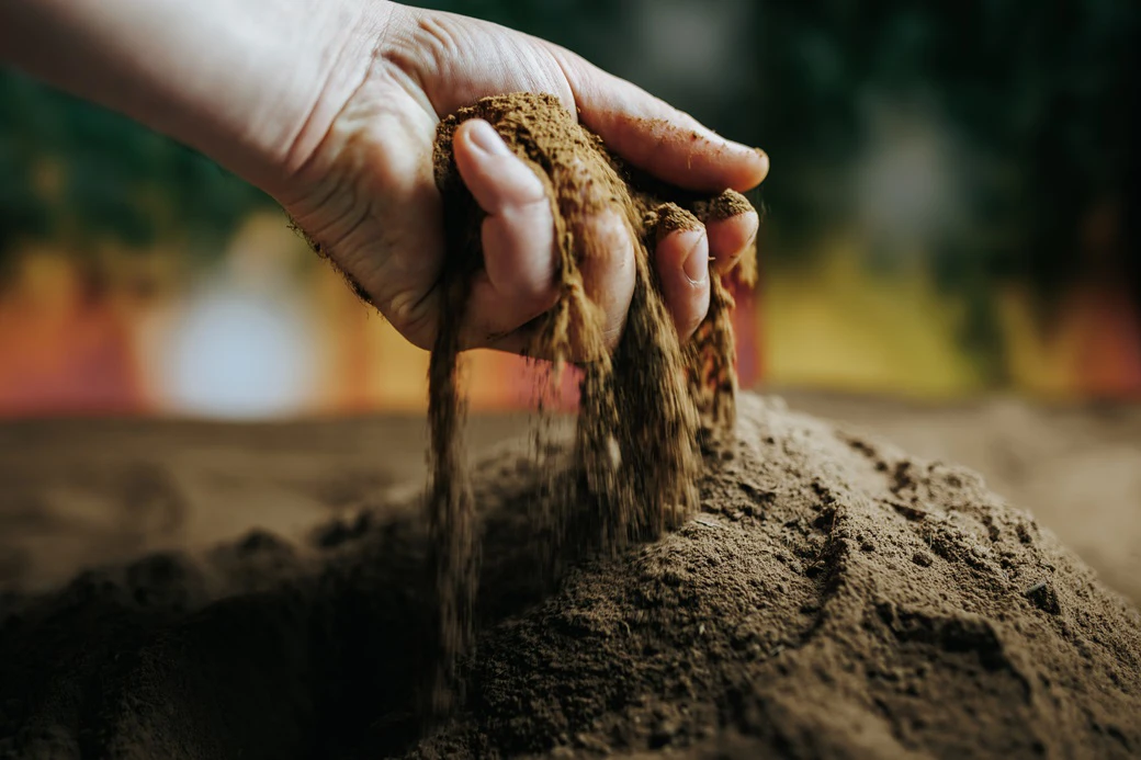 Sekrety zdrowych roślin: Jak przygotować glebę przed sadzeniem?