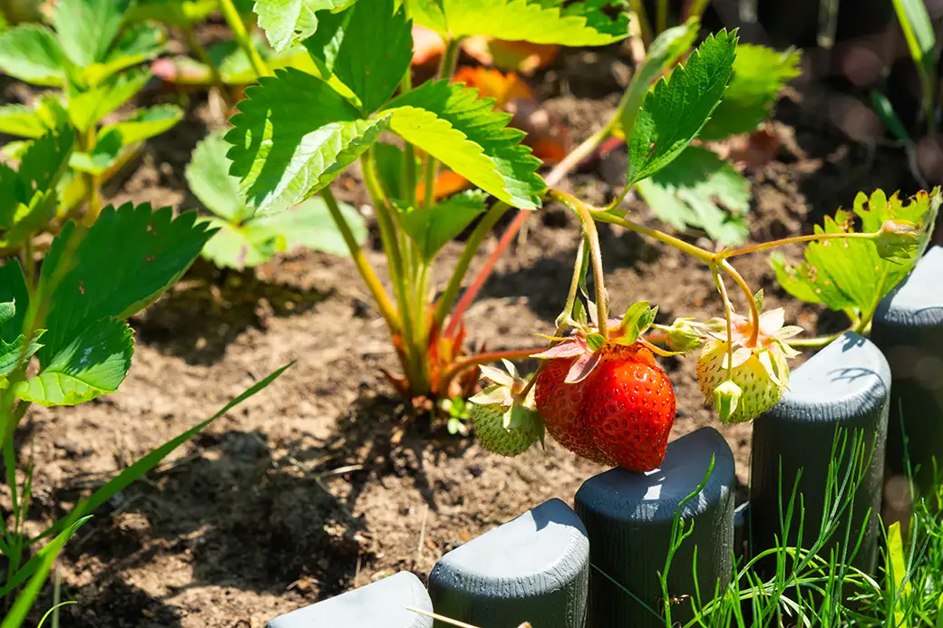 Jak uprawiać truskawki w ogrodzie – smaczne owoce z własnej działki