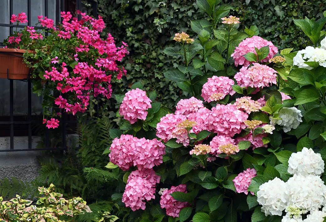 Sukces w uprawie hortensji – jak zadbać o bujne kwitnienie?