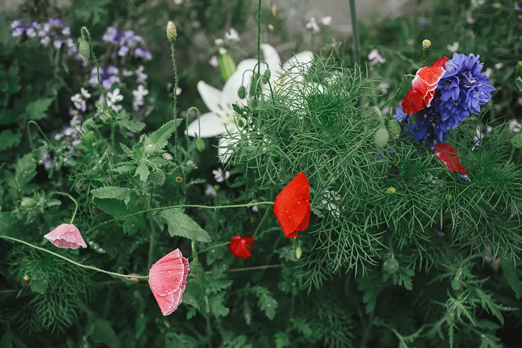 Różnorodność w ogrodzie – jak sadzić rośliny, by wspierać bioróżnorodność?