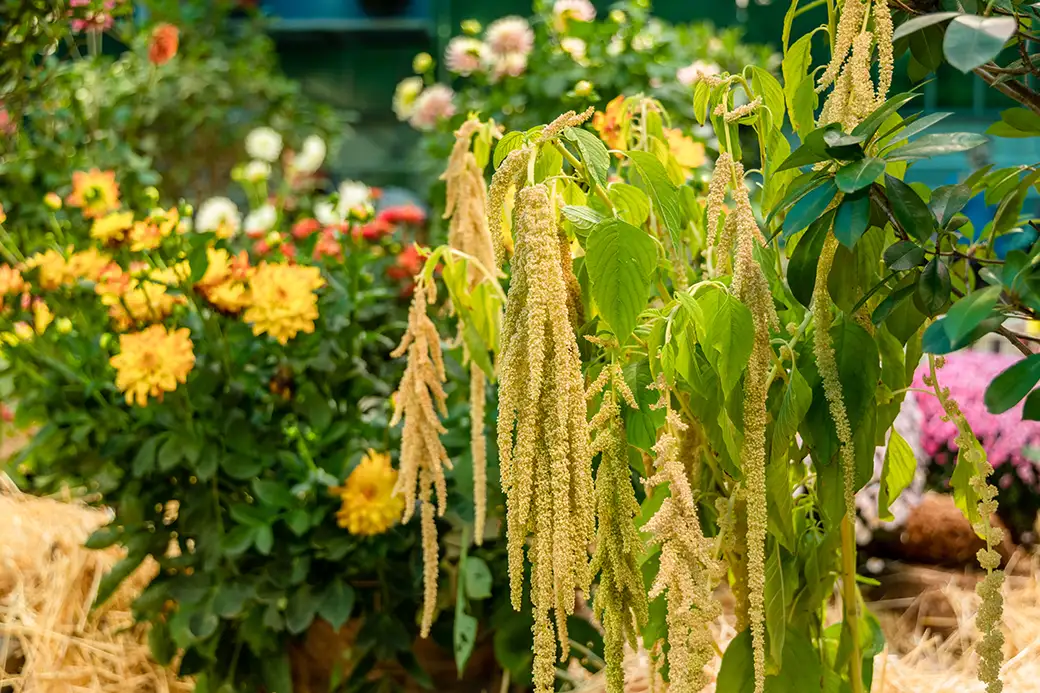 Jak założyć ogród botaniczny w miniaturze – kolekcjonerska pasja