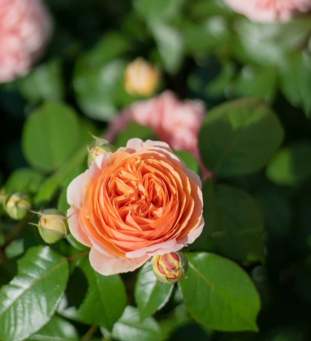 Uprawa róż w ogrodzie – najważniejsze zasady pielęgnacji królowej kwiatów