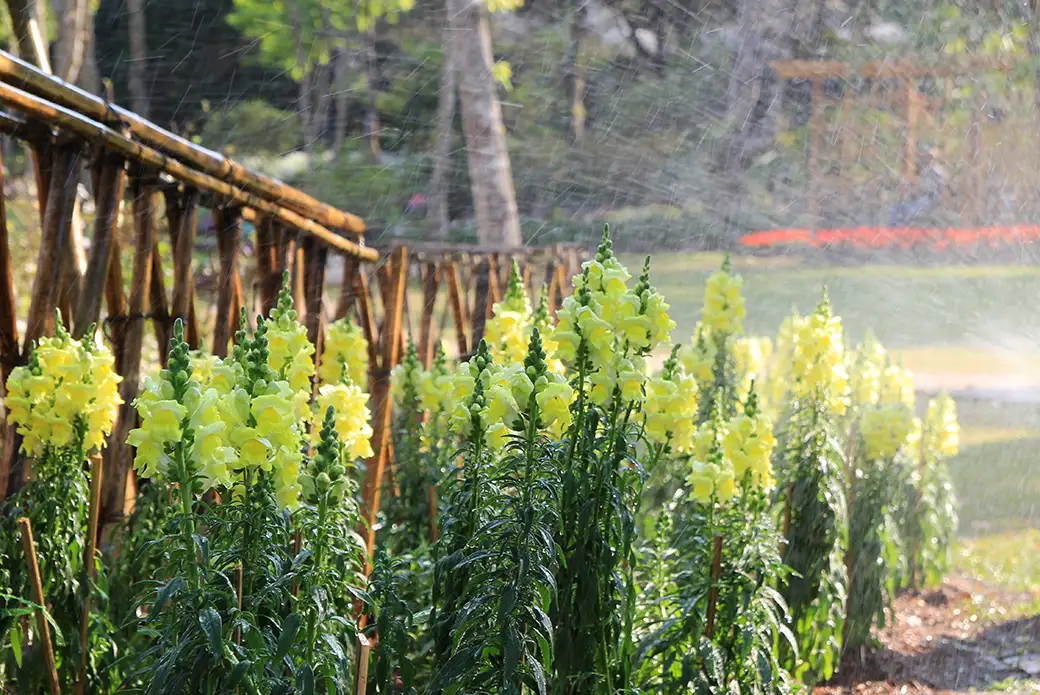 Jak stworzyć ogród deszczowy – rozwiązania do zarządzania wodą w ogrodzie