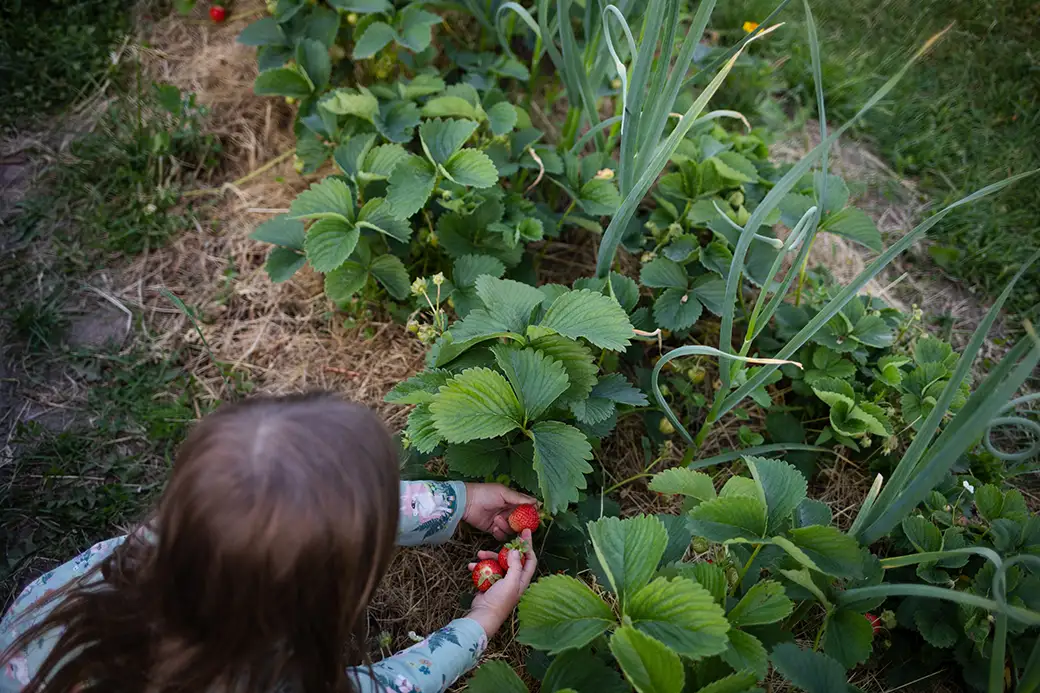 Permakultura w ogrodzie – zrównoważone podejście do uprawy roślin