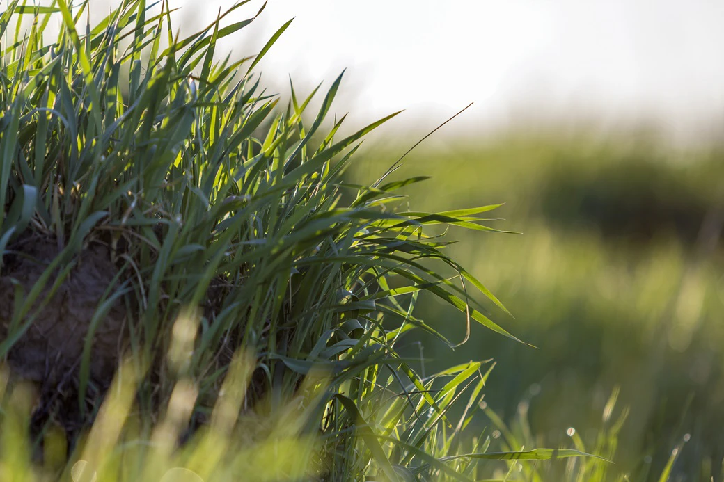 Trawnik idealny: Jak go założyć i utrzymać w doskonałej kondycji?