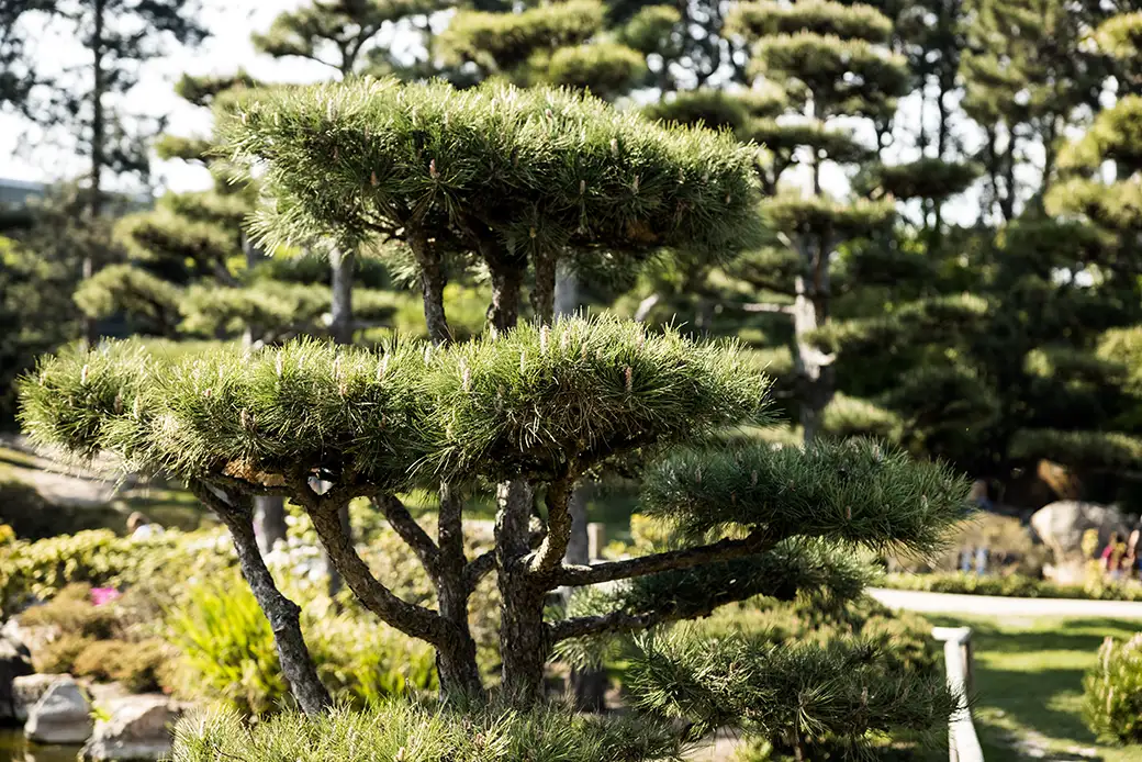 Techniki tworzenia bonsai z rodzimych gatunków drzew