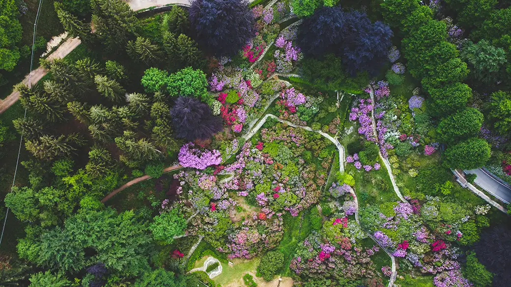 Jak zaprojektować ogród warstwowy? Klucz do różnorodności roślinnej