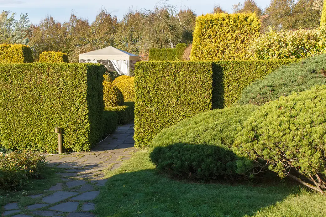 Naturalne ogrodzenie – jak wybrać rośliny na żywopłot i zadbać o prywatność?