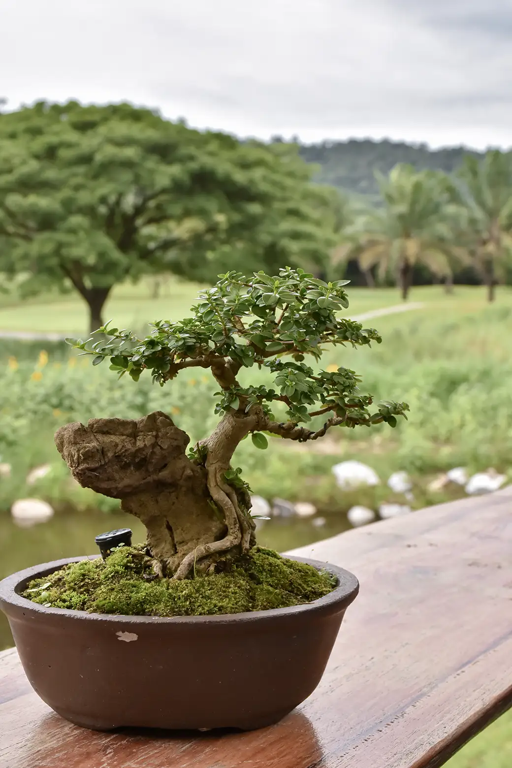 Sztuka bonsai – wprowadzenie do miniaturowego świata drzewek