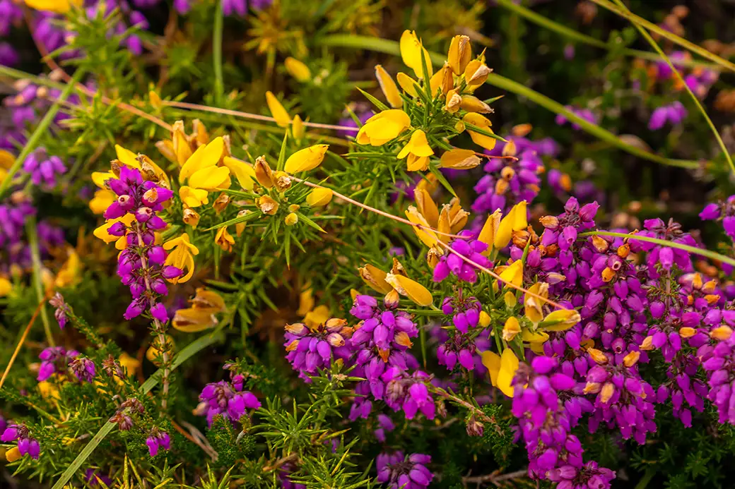 Wrzosy w kompozycjach ogrodowych – jak łączyć je z innymi roślinami?
