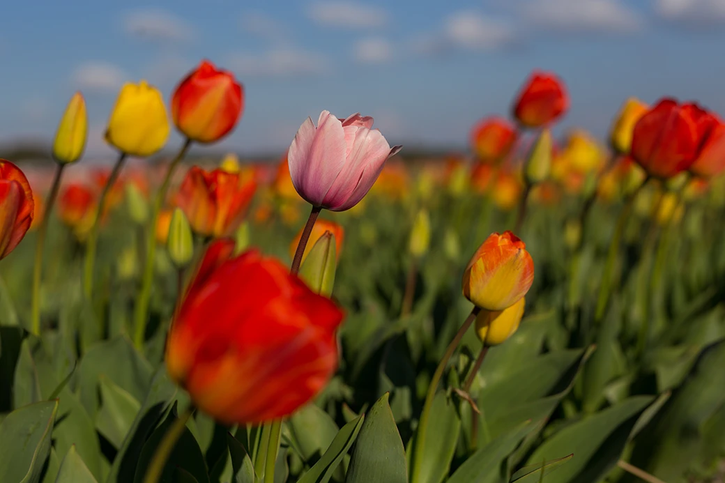 Jak wprowadzić barwy do ogrodu? Najpiękniejsze rośliny kwitnące