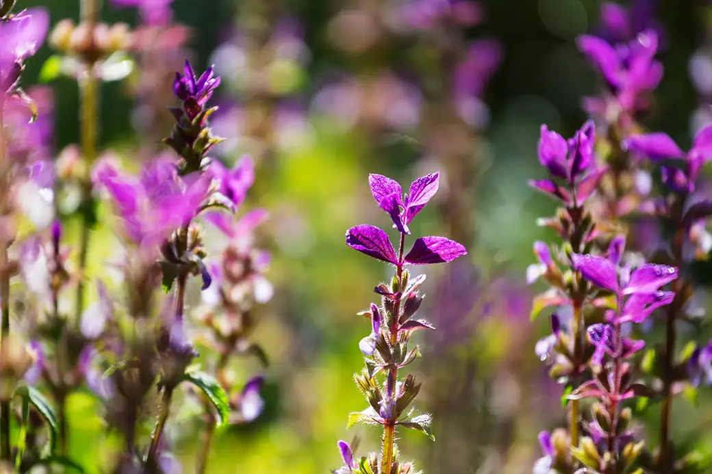 Rośliny miododajne – jak przyciągnąć pszczoły do swojego ogrodu