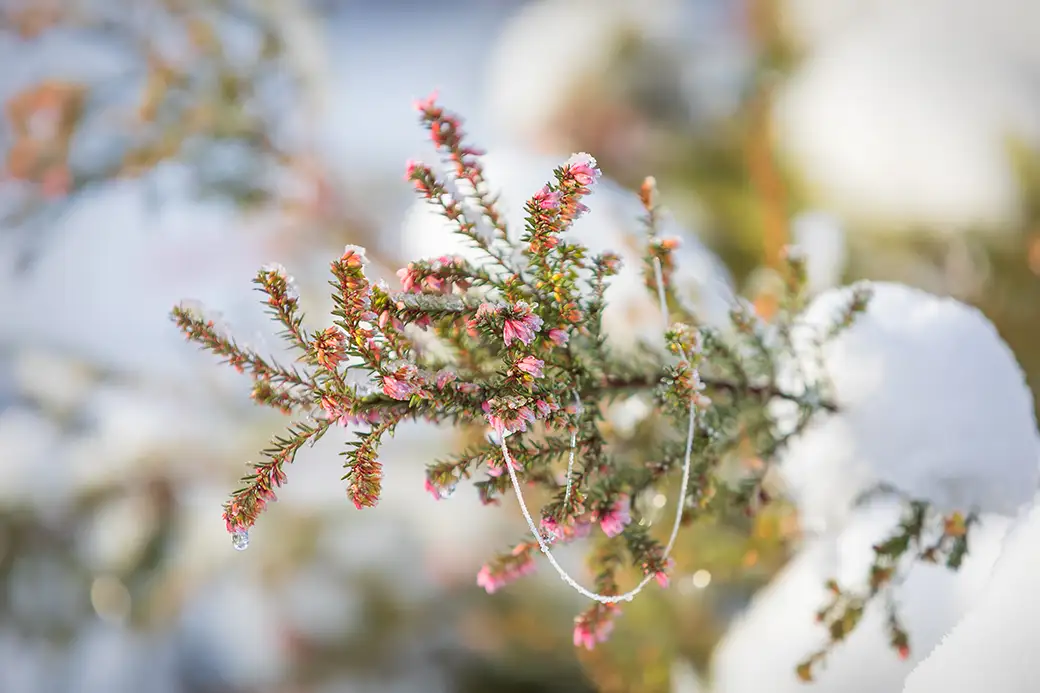 Pielęgnacja wrzosów przez cały rok – sekrety zdrowych i bujnie kwitnących roślin