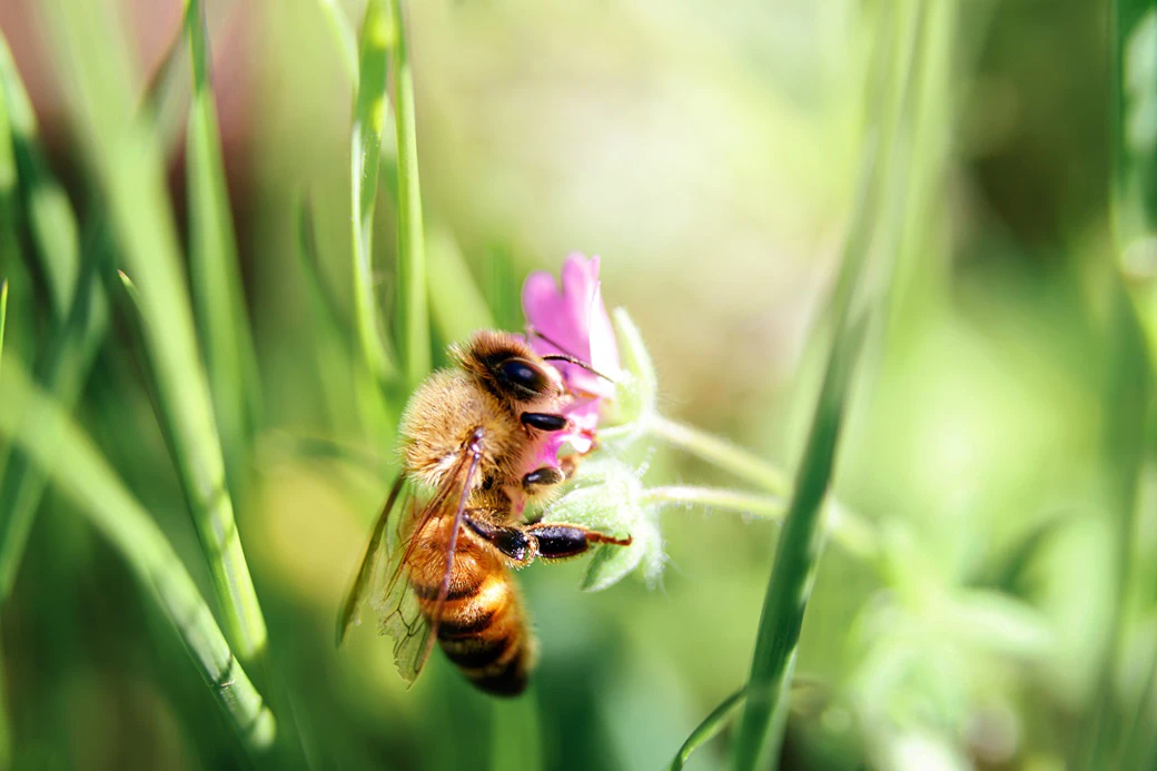 Jak stworzyć ogród przyjazny dla owadów zapylających?
