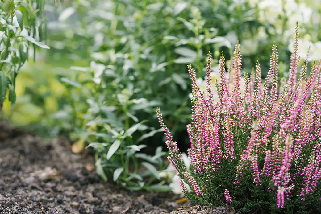 Wrzosy w ogrodzie: Jak wprowadzić barwy jesieni do swojej przestrzeni zielonej