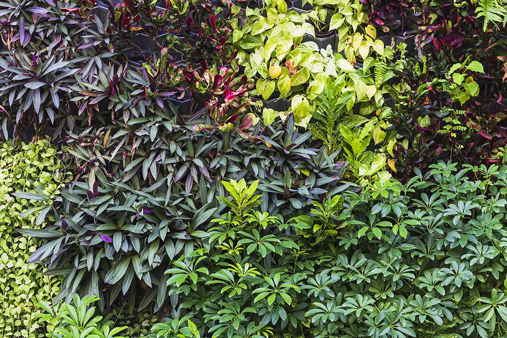 Ogrody wertykalne: Jak stworzyć zieloną ścianę w swoim domu lub ogrodzie?