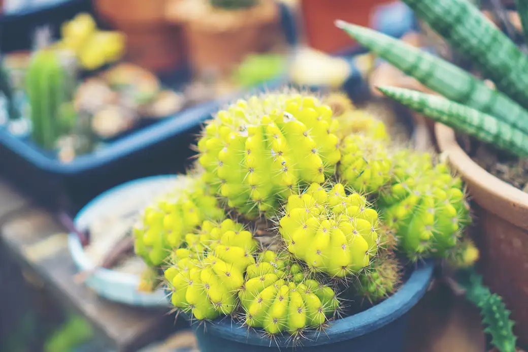 Egzotyczne rośliny w ogrodzie: Uprawa kaktusów i sukulentów na świeżym powietrzu