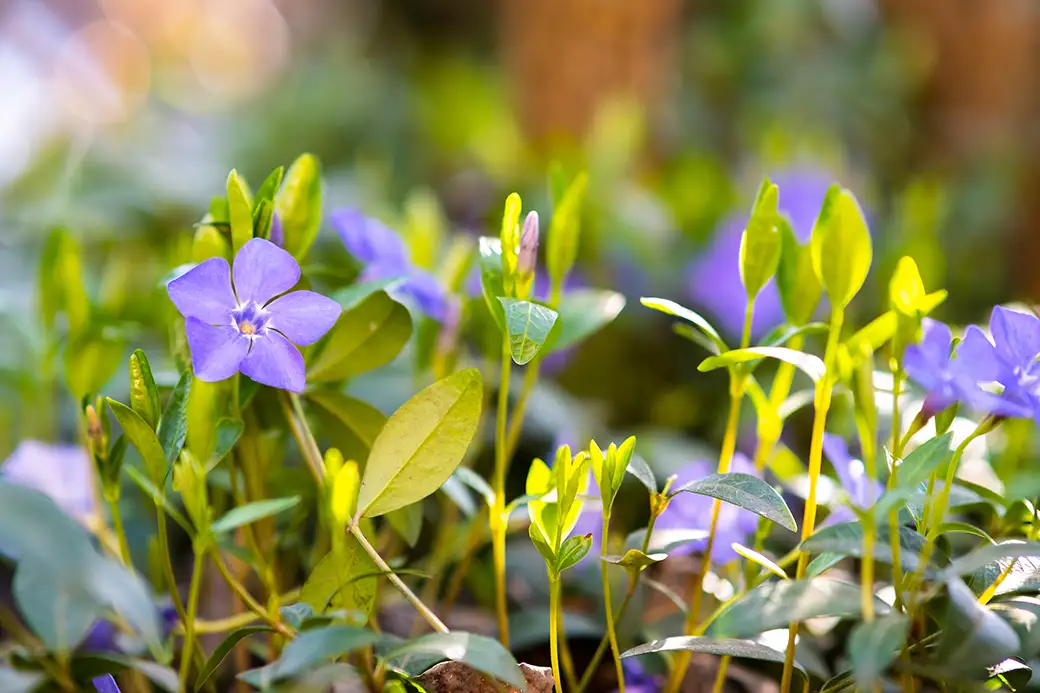 Najlepsze rośliny okrywowe – naturalne sposoby na piękny ogród