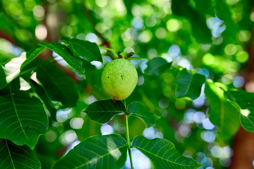 Uprawa roślin barwierskich – naturalne barwniki z własnego ogrodu
