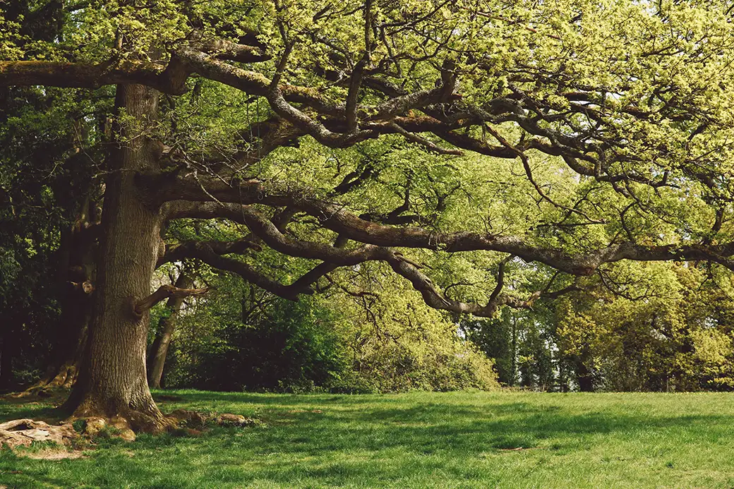 Pielęgnacja starych drzew w ogrodzie – jak dbać o zielonych seniorów
