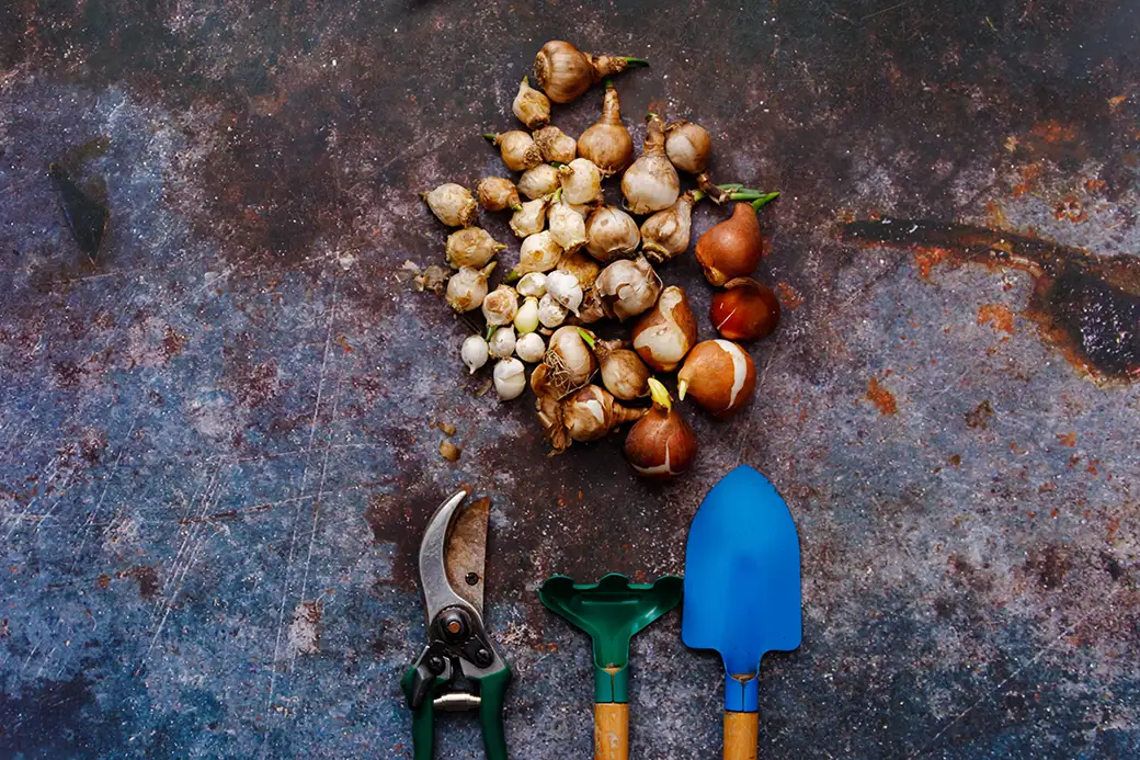 Cebulki wieloletnich kwiatów – kwitnący ogród na lata