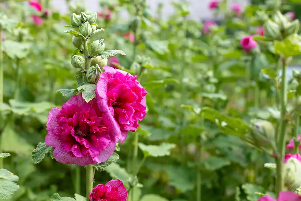 Jakie nasiona posadzić na kwiaty cięte?