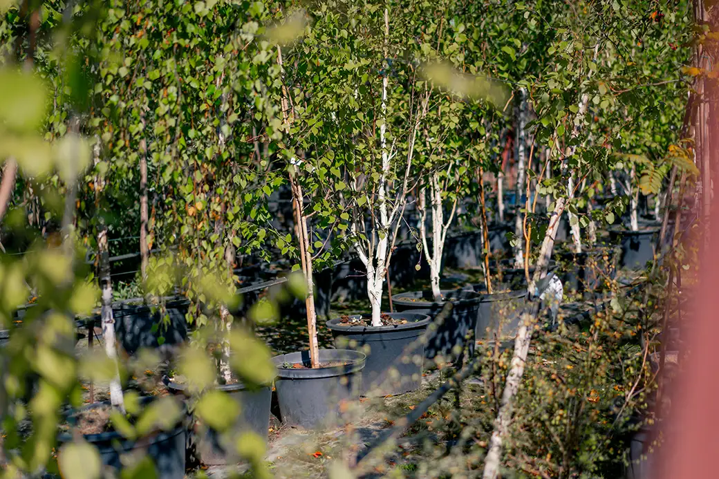 Rośliny antysmogowe w ogrodzie – naturalna filtracja powietrza