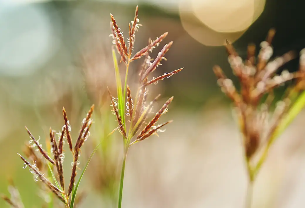 Tworzenie ogrodu w stylu preriowym – swoboda i naturalność