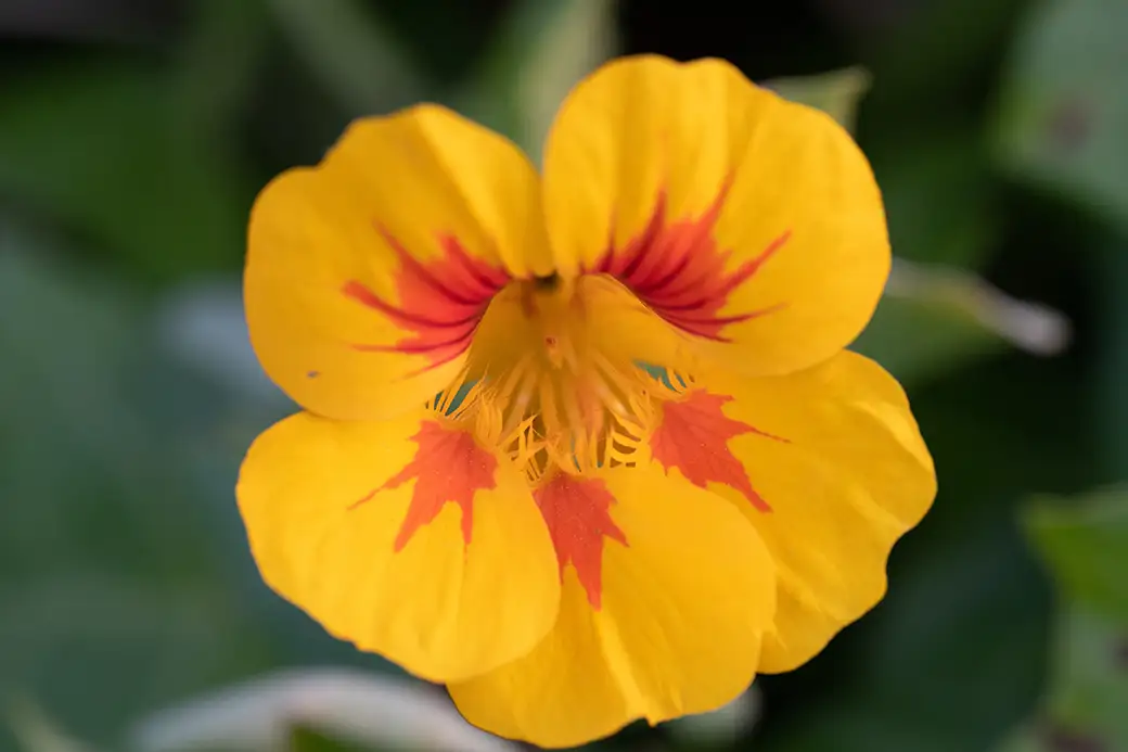 Rośliny o jadalnych kwiatach – kulinarne inspiracje z ogrodu