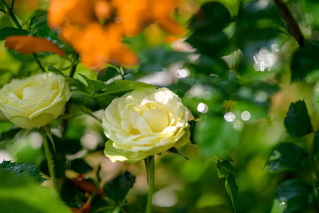 Jak założyć ogród różany w nietypowych kolorach – czarne, niebieskie i zielone róże