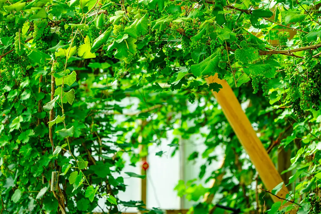 Pnącza i pergole – jak stworzyć romantyczne zakątki