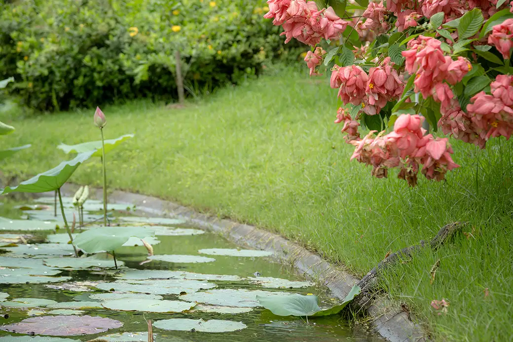 Uprawa roślin wodnych w oczkach bez filtracji – naturalne metody oczyszczania