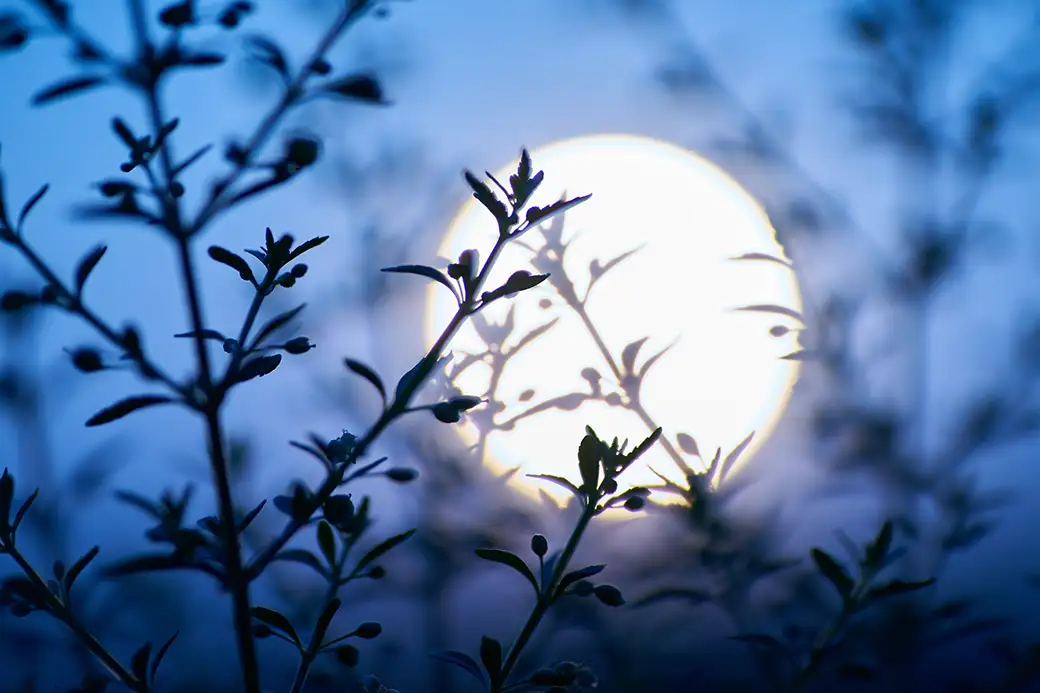 Kalendarz ogrodnika biodynamicznego – prace ogrodowe zgodne z fazami księżyca