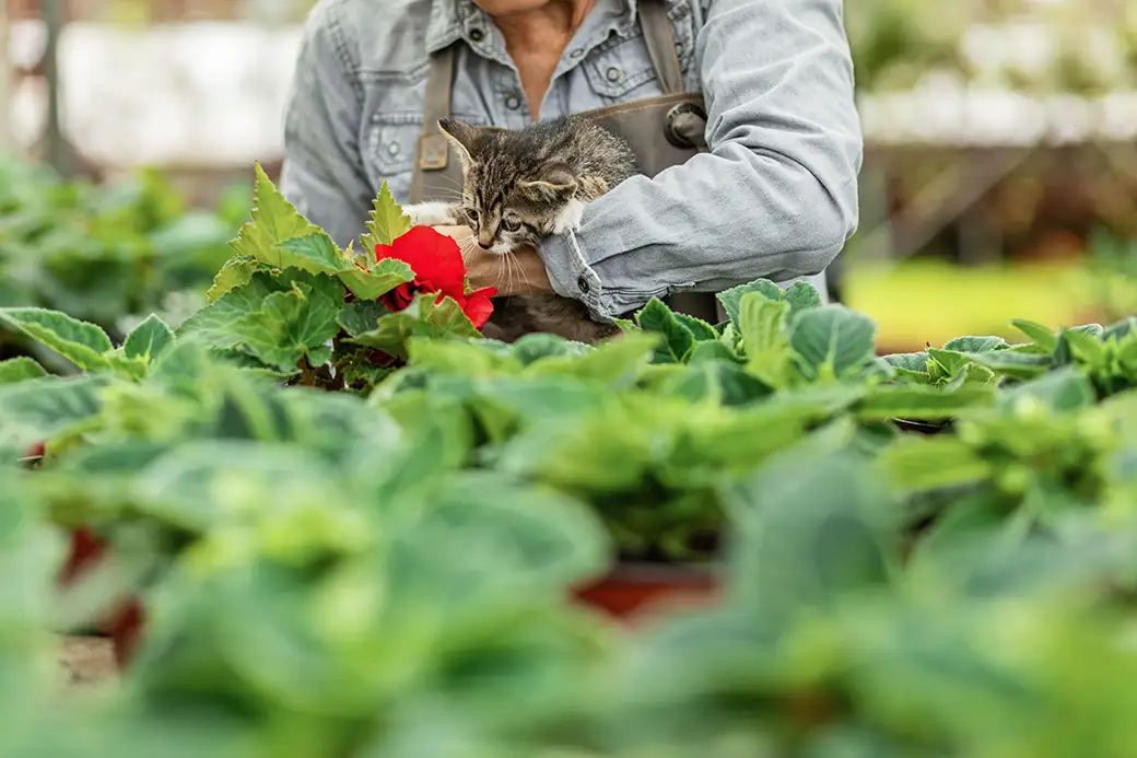 Ogród dla zwierząt domowych – bezpieczne rośliny i przestrzeń dla pupili