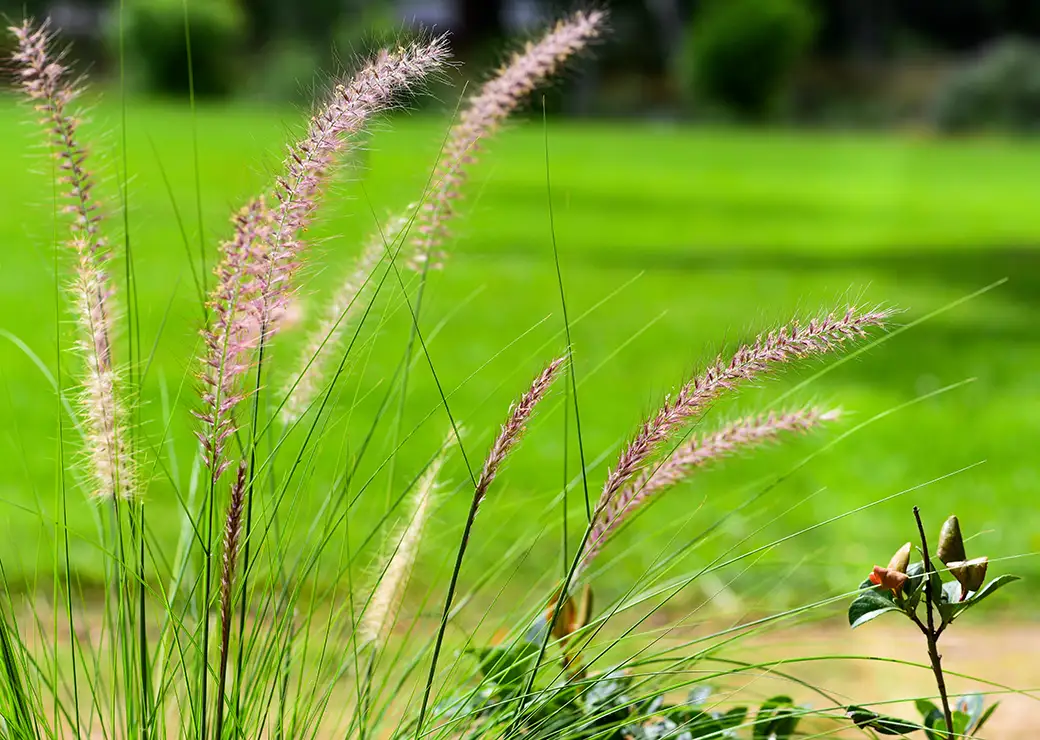 Ekologiczne nawozy dla trawników – zielono i naturalnie