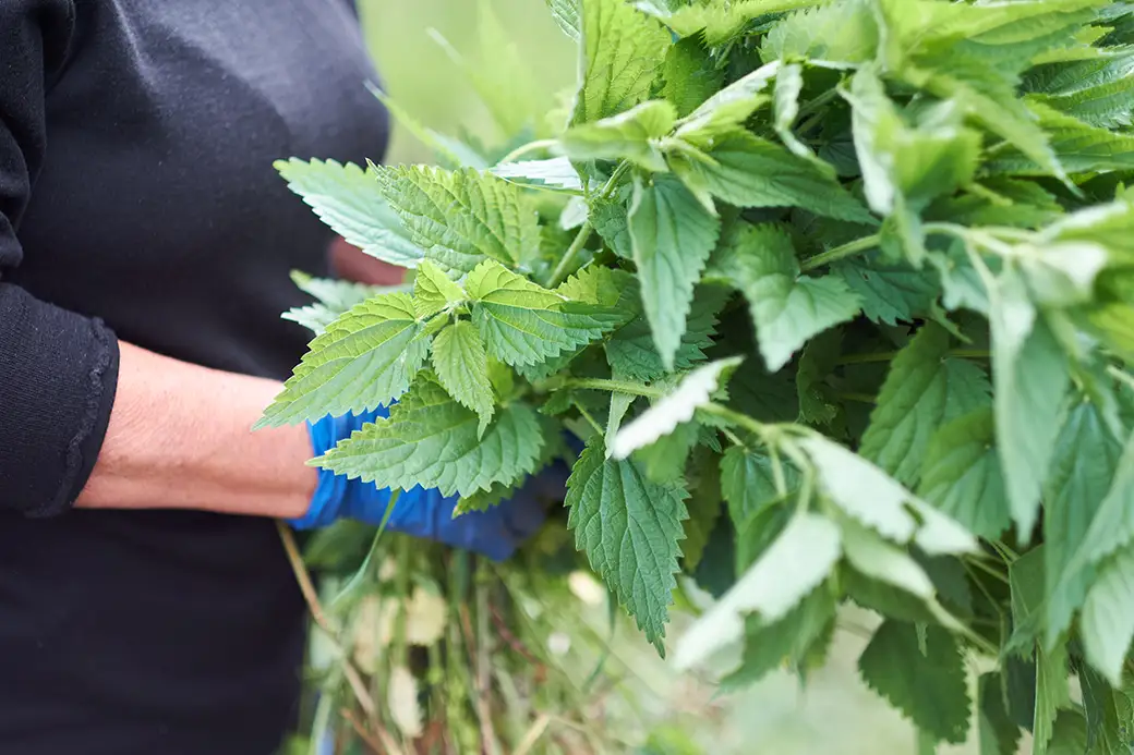 Jak samodzielnie przygotować gnojówkę z pokrzyw