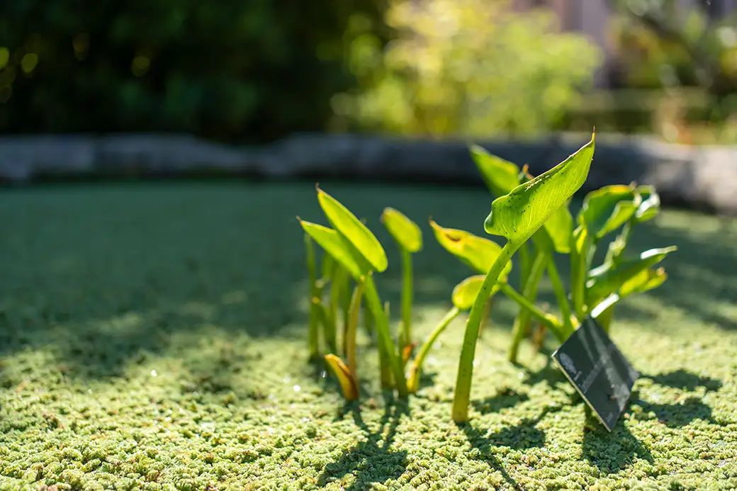 Nasiona roślin do oczka wodnego – przegląd najlepszych gatunków