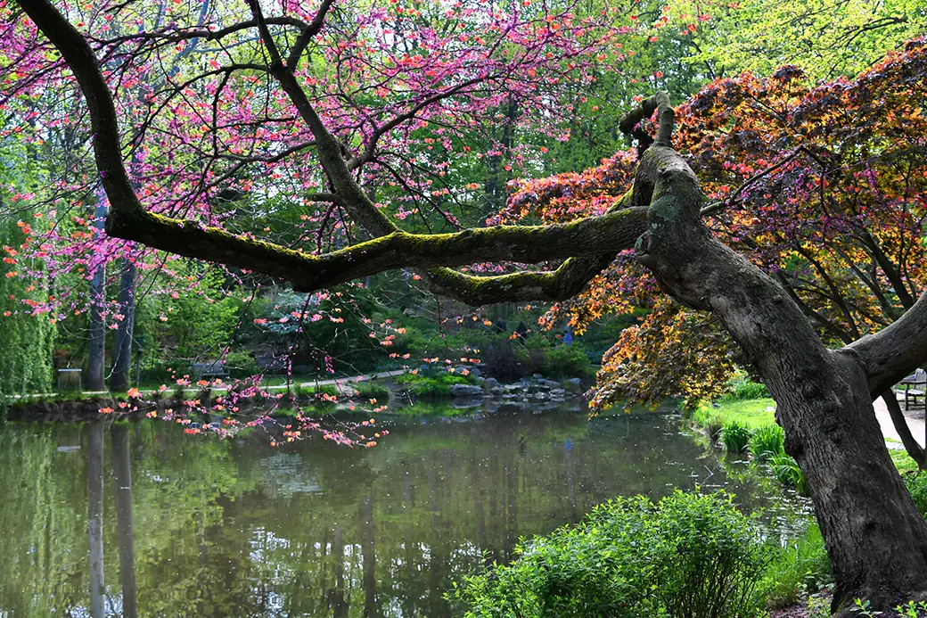 Rośliny do oczka wodnego w cieniu – jakie gatunki wybierać