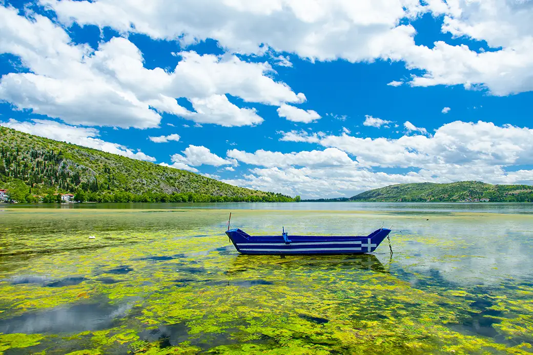 Czy warto stosować nawozy z wodorostów? Zalety i zastosowanie