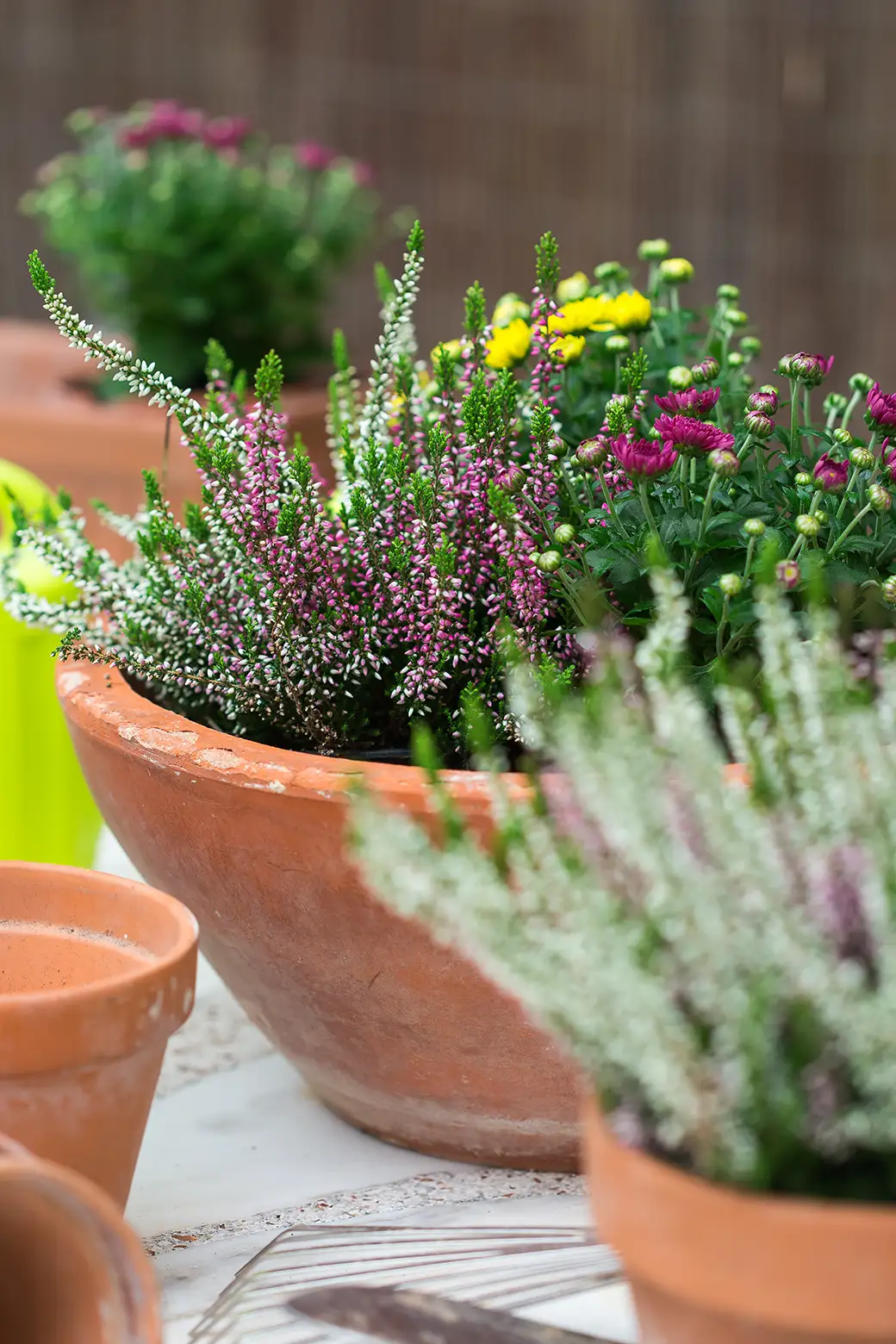 Sadzenie wrzosów w donicach – stwórz wrzosowy zakątek na balkonie lub tarasie